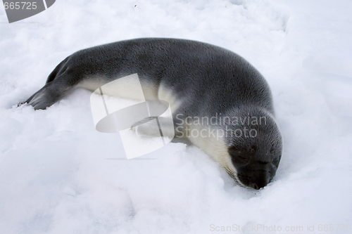 Image of Hooded seal pup