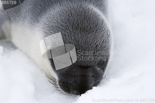 Image of Hooded seal pup