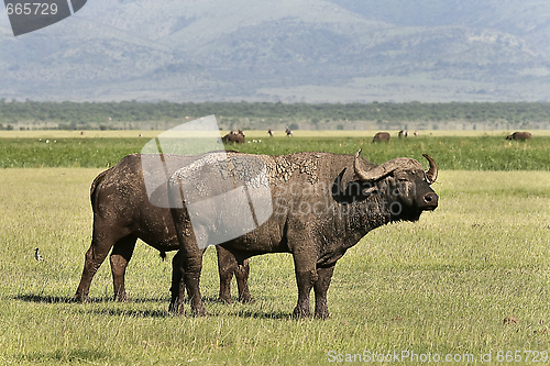 Image of Buffalo (Syncerus caffer caffer)