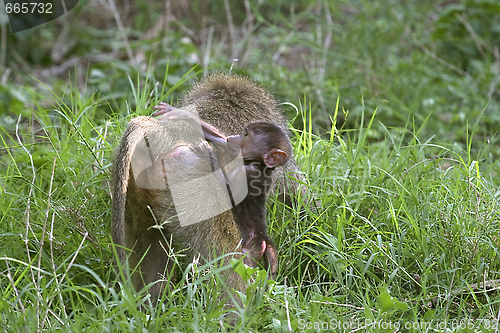 Image of Olive baboons (Papio anubis)