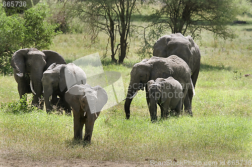 Image of Elephants  (Loxodonta africana)