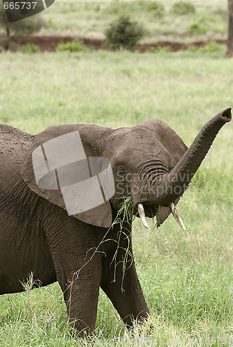 Image of Elephant  (Loxodonta africana)