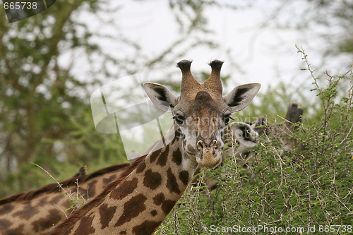 Image of Giraffe (Giraffa camelopardalis)