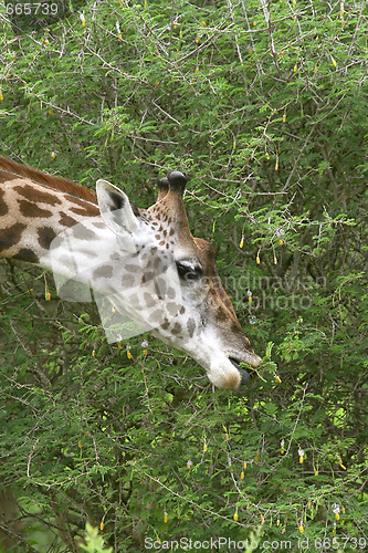 Image of Giraffe (Giraffa camelopardalis)