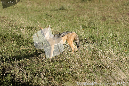 Image of Black-backed jackal (Canis mesomelas)