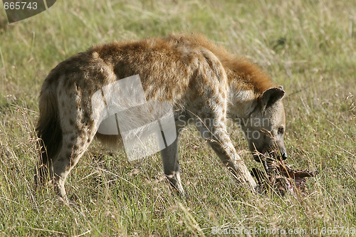 Image of Spotted hyena (Crocuta crocuta)