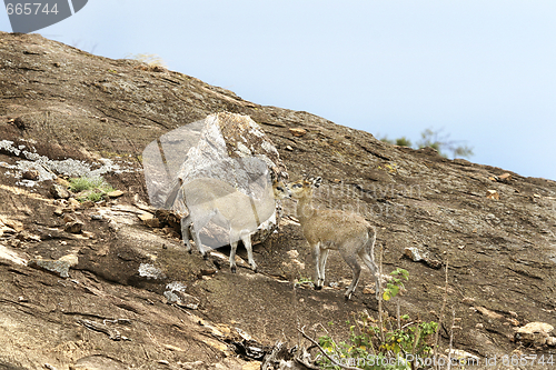 Image of Klipspringers (Oreotragus oreotragus)