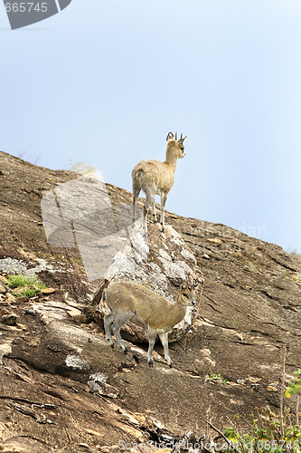 Image of Klipspringers (Oreotragus oreotragus)