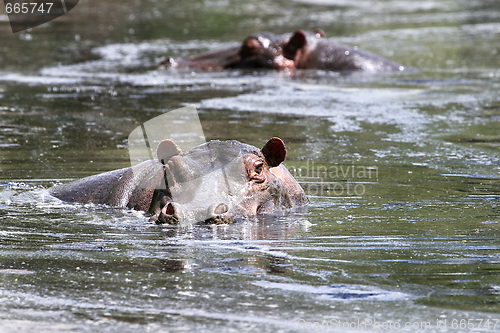 Image of Hippos (Hippopotamus amphibius)