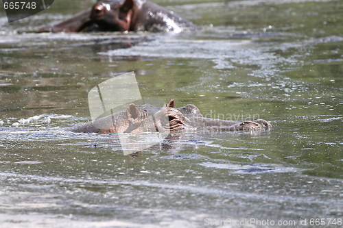 Image of Hippos (Hippopotamus amphibius)