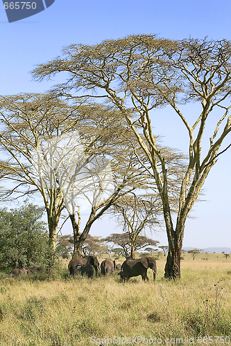 Image of Elephants (Loxodonta africana) in Serengeti National Park, Tanza