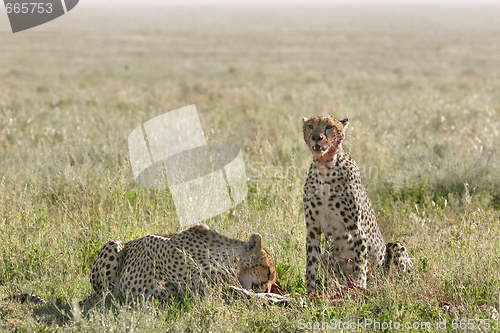 Image of Cheetah (Acinonyx jubatus)