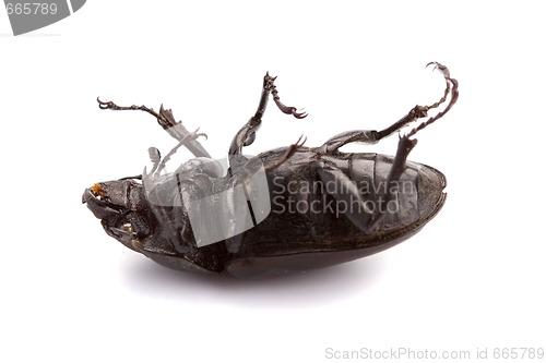 Image of dead bug