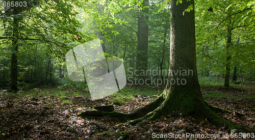 Image of Light reaching misty deciduous stand with old spruce tree