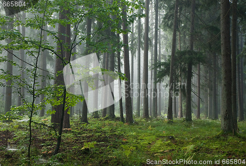 Image of Misty late summer mainly coniferous stand 