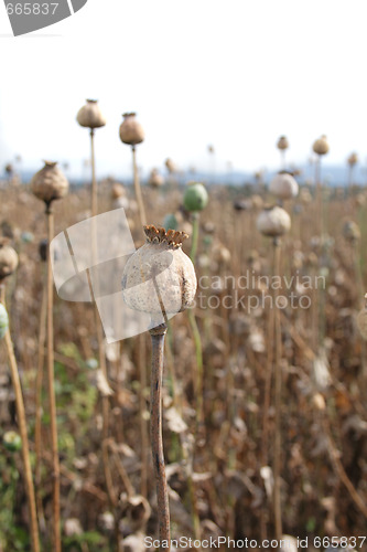 Image of poppy field