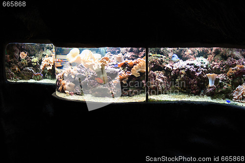 Image of aquarium background