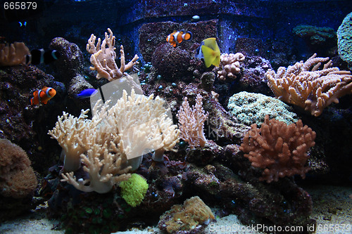 Image of aquarium background