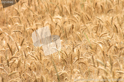 Image of corn field