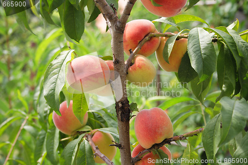 Image of peaches