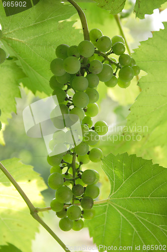 Image of green grapes