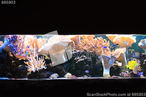 Image of aquarium background