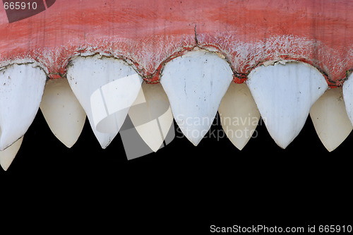 Image of shark mouth 