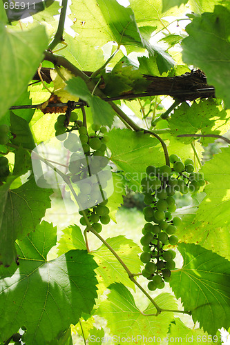 Image of green grapes