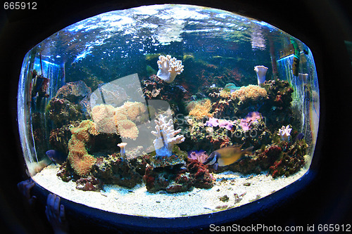 Image of aquarium background