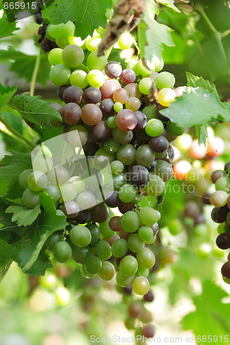 Image of green grapes