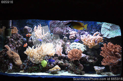 Image of aquarium background