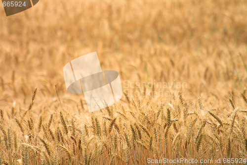 Image of corn field