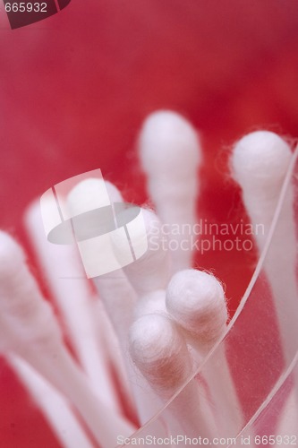 Image of cotton buds