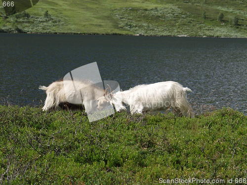 Image of Goats