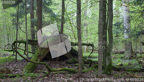 Image of Broken tree roots partly declined against forest background
