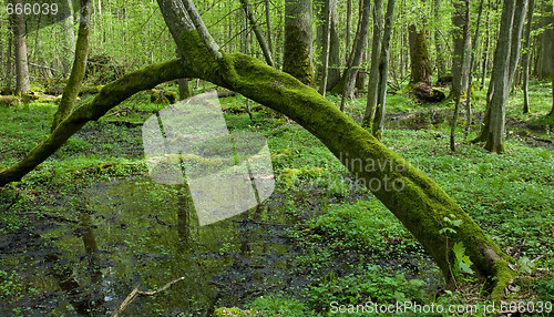 Image of Arch shaped hornbeam tree moss wrapped