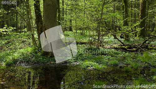 Image of Springtime deciduous stand of Bialowieza Forest Landscape Reserve