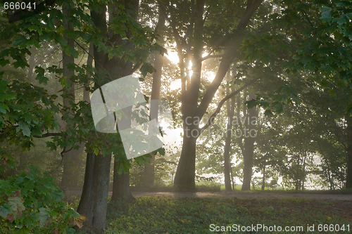 Image of Bright sun behind old maple trunks