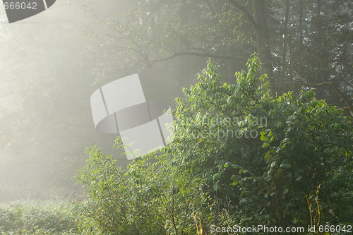 Image of Green bush against forest in background