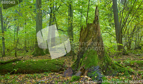 Image of Broken spruce tree stump moss wrapped