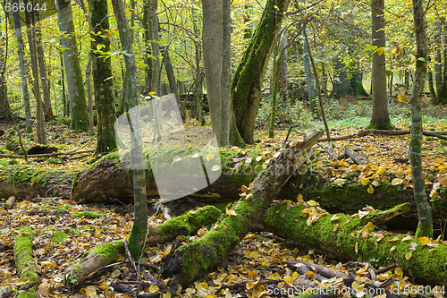 Image of Broken oaks almost decomposed in natural autumnal forest