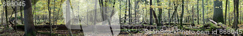 Image of Natural european deciduous autumnal forest panorama