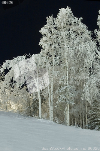 Image of FROZEN: trees