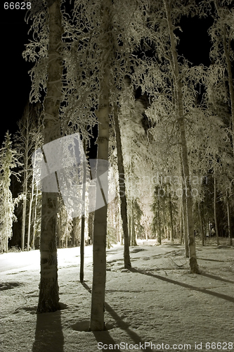 Image of FROZEN: night park