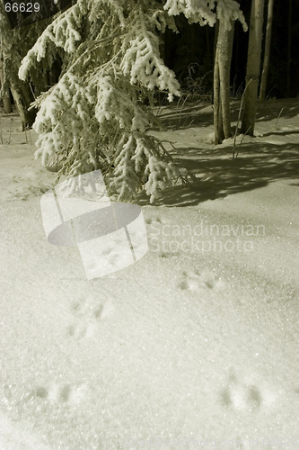 Image of FROZEN: tracks in snow