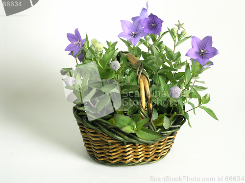 Image of bluebells - macro of Campanula carpatica