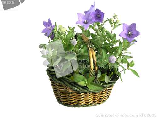 Image of bluebells - macro of Campanula carpatica