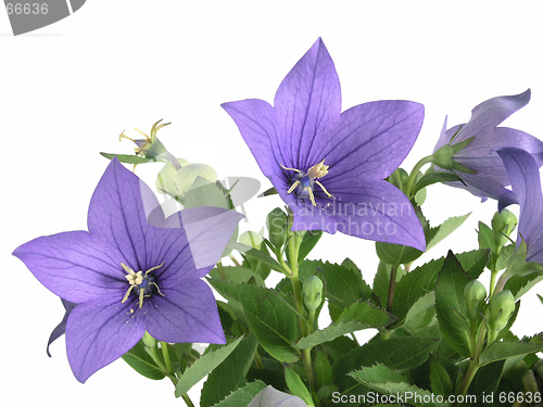 Image of bluebells - macro of Campanula carpatica