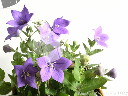 Image of bluebells - macro of Campanula carpatica