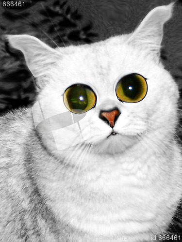 Image of eye cat